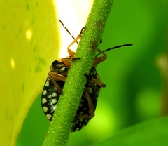 Orsilochides scurrilis