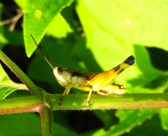 Boopedon flaviventris