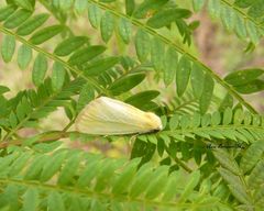 Chrysoecia thoracica