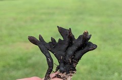 Xylaria corniformis