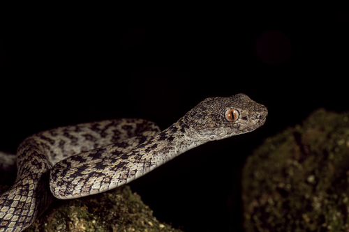 Hon Son Pit Viper