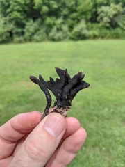 Xylaria corniformis