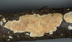 Steccherinum nitidum