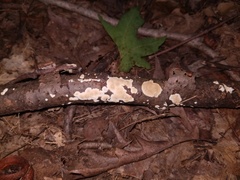 Steccherinum nitidum