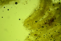 Steccherinum nitidum