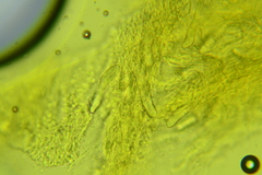 Steccherinum nitidum