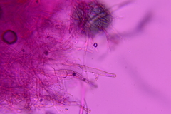 Steccherinum nitidum