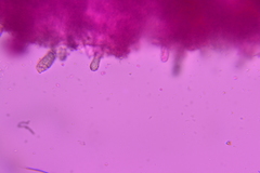 Steccherinum nitidum