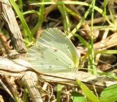 Pyrisitia lisa centralis