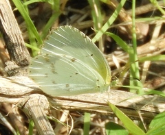 Pyrisitia lisa centralis