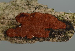 Hypoxylon crocopeplum