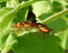 Oncopeltus guttaloides