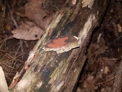 Hypoxylon crocopeplum