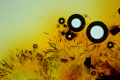 Hypoxylon crocopeplum