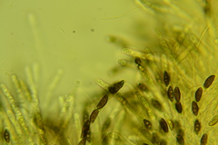 Hypoxylon crocopeplum