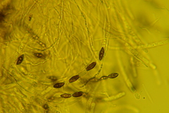 Hypoxylon crocopeplum