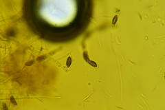 Hypoxylon crocopeplum