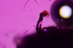 Hypoxylon crocopeplum