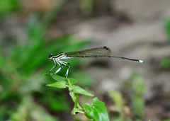 Pseudocopera ciliata