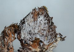 Mycogone calospora