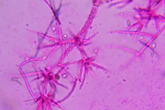 Mycogone calospora
