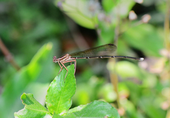 Pseudocopera ciliata