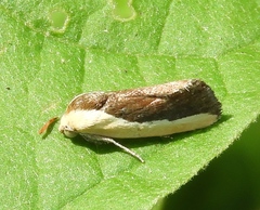 Ponometia exigua