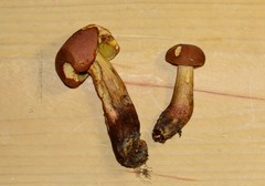 Boletus miniatopallescens
