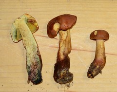 Boletus miniatopallescens