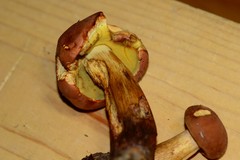 Boletus miniatopallescens