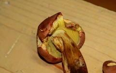 Boletus miniatopallescens