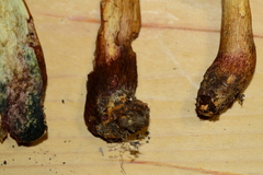 Boletus miniatopallescens