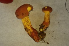 Boletus miniatopallescens