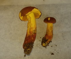 Boletus miniatopallescens