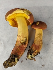 Boletus miniatopallescens