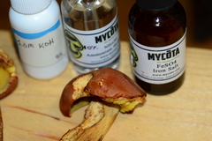 Boletus miniatopallescens