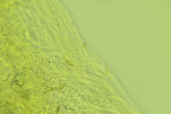 Boletus miniatopallescens