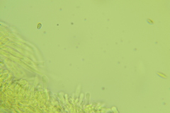 Boletus miniatopallescens