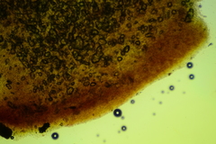 Boletus miniatopallescens