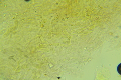 Boletus miniatopallescens