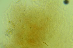 Boletus miniatopallescens