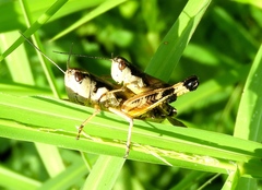 Boopedon flaviventris