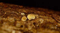 Clitopilus scyphoides