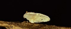 Clitopilus scyphoides