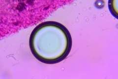 Clitopilus scyphoides