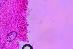 Clitopilus scyphoides