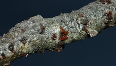 Dacrymyces minor