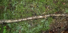Dacrymyces minor