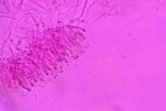 Dacrymyces minor