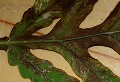Uredinopsis americana